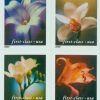 Four Flowers Stamps (34c) Non-Denominated First-Class Postage USPS Forever Stamps 100pcs/Pack (20PCS/Booklet)